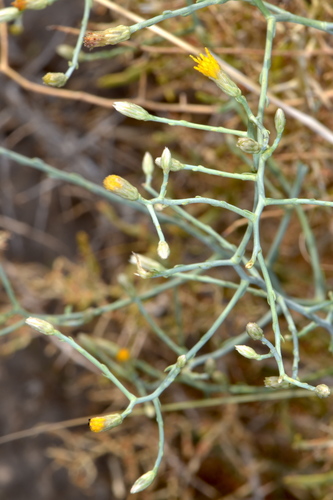 shrubby alkaliaster (Machaeranthera carnosa)