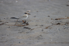 Sterna hirundo