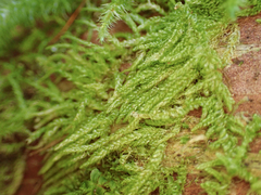 Hypnum circinale