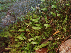 Plagiochila gracilis