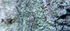 Lecanora strobilina