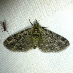 Pasiphila rectangulata