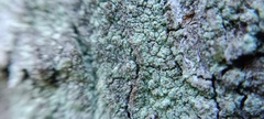 Lecanora strobilina