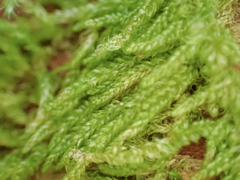 Hypnum circinale