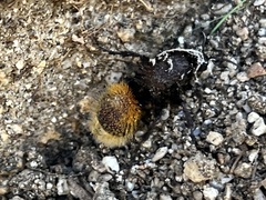 Dasymutilla magnifica