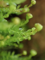 Tetraphis pellucida
