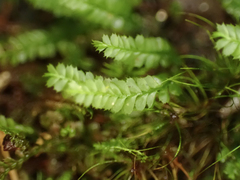Plagiochila gracilis
