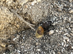 Dasymutilla magnifica