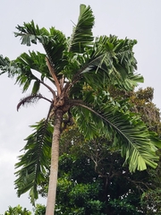 Aiphanes acanthophylla