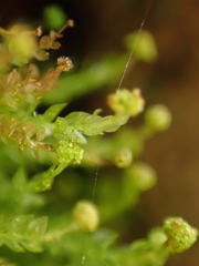 Tetraphis pellucida