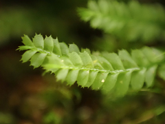 Plagiochila gracilis