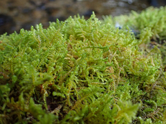 Stereodon subimponens