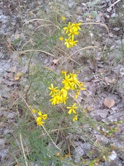 Senecio spartioides
