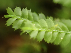 Plagiochila gracilis