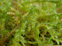 Stereodon subimponens