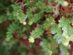 Tetraphis pellucida