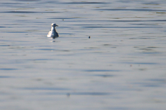 Chroicocephalus philadelphia