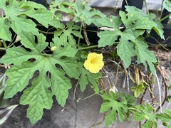 Momordica charantia