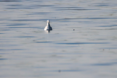 Chroicocephalus philadelphia