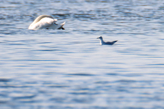 Chroicocephalus ridibundus