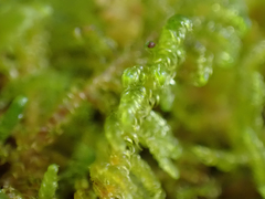 Stereodon subimponens