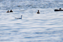 Chroicocephalus ridibundus