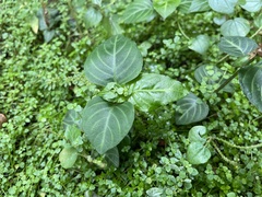 Lepidagathis inaequalis