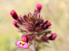 Parentucellia latifolia