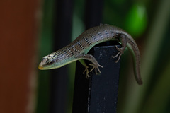 Dasia olivacea