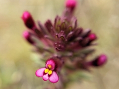 Parentucellia latifolia