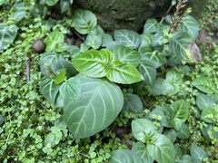 Lepidagathis inaequalis