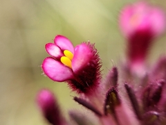 Parentucellia latifolia