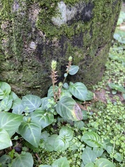 Lepidagathis inaequalis