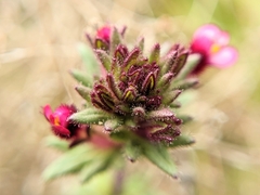 Parentucellia latifolia