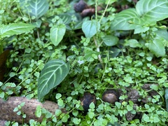 Lepidagathis inaequalis