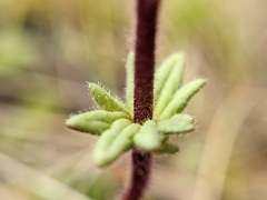 Parentucellia latifolia