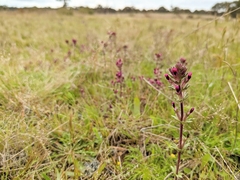 Parentucellia latifolia