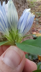 Gentiana decora