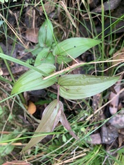 Tripladenia cunninghamii