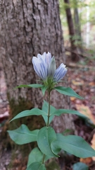Gentiana decora