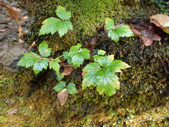 Tiarella trifoliata