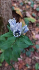 Gentiana decora