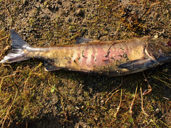 Oncorhynchus keta