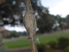 Callirhytis quercussuttoni