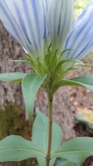 Gentiana decora