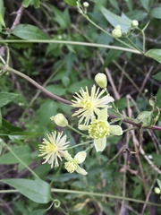 Clematis montevidensis