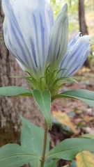 Gentiana decora
