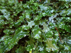 Pellia neesiana