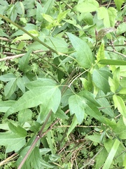 Clematis montevidensis