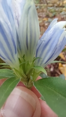 Gentiana decora